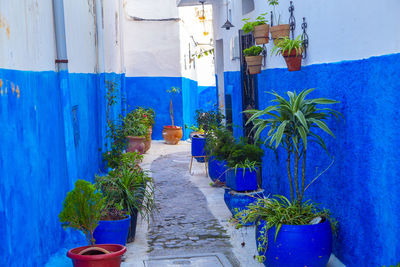 Potted plants on footpath against blue wall of building