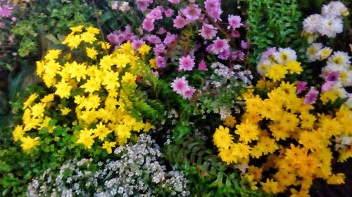 High angle view of yellow flowers blooming outdoors