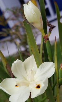 Close-up of insect on plant