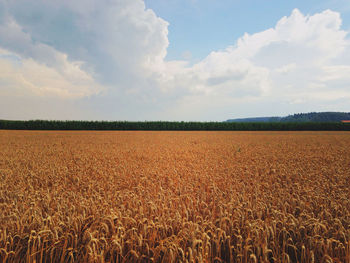 Scenic view of field against cloudy sky