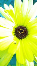 Close-up of fresh yellow flower blooming outdoors