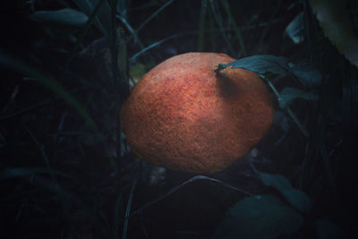 Close-up of apple on tree