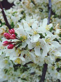 Close-up of white flowers blooming in park