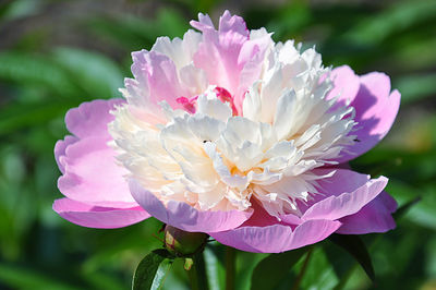 Close-up of multiple layered peony flower