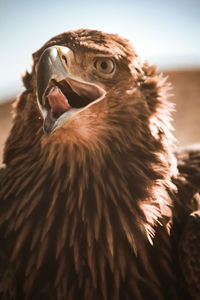 A portrait of eastern imperial eagle