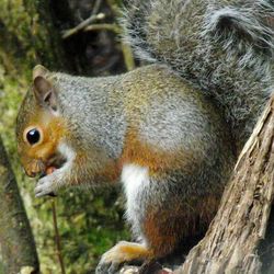 Close-up of squirrel