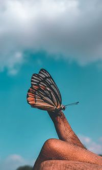 Close-up of butterfly on hand