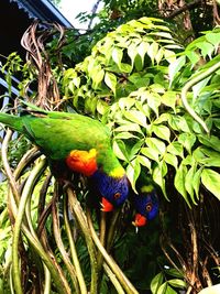 Close-up of insect on leaf