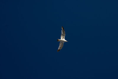 Low angle view of seagull flying in sky
