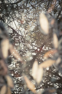 Close-up of tree