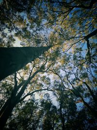 Low angle view of trees against sky