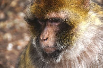 Close-up of a monkey