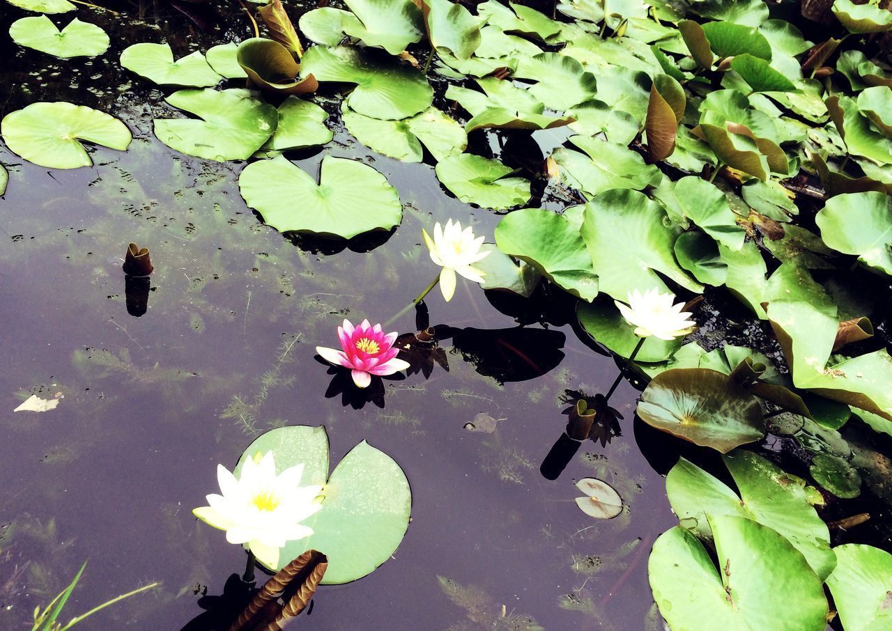 flower, leaf, water, water lily, floating on water, pond, freshness, fragility, petal, growth, beauty in nature, plant, lake, reflection, high angle view, nature, lotus water lily, blooming, green color, flower head