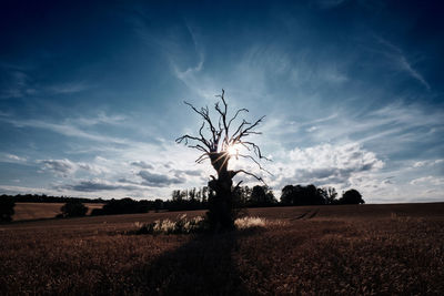 Bare tree on field against sky