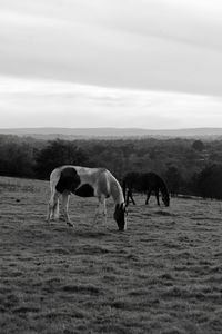 Horses grazing in a field