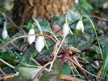 Close-up of white flowering plants