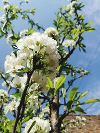 Close-up of white cherry blossoms in spring