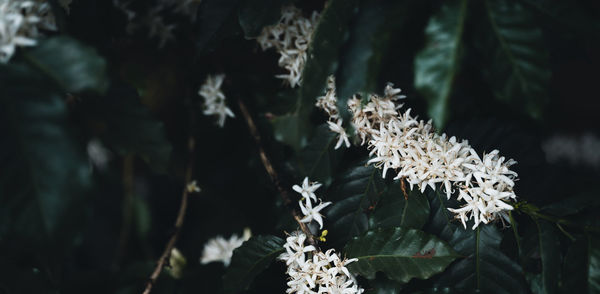 Close-up of white flowering plant