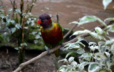 Close-up of bird perching on tree