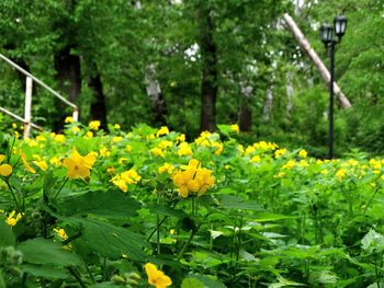 Yellow flowers blooming in park