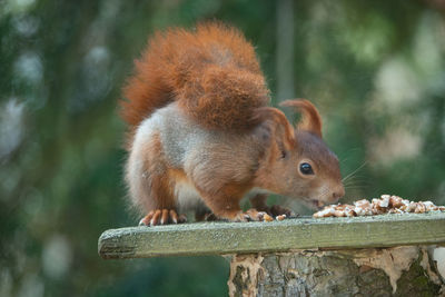 Close-up of squirrel on tree