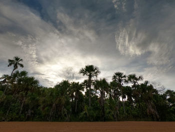 Scenic view of palm trees on field against sky