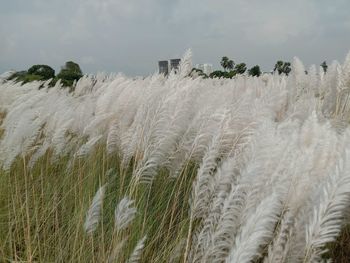 Scenic view of wheat field against sky