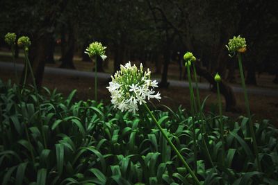 Close-up of flowers blooming outdoors