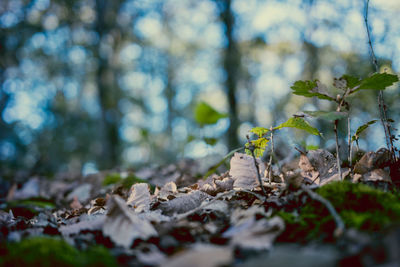 Close-up of leaves on field in forest