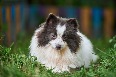 Portrait of dog on field