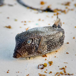 Close-up of fish