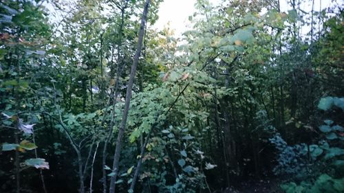 Plants growing in forest