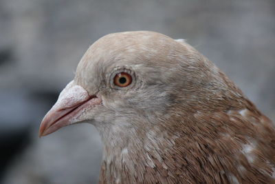 Close-up of a bird