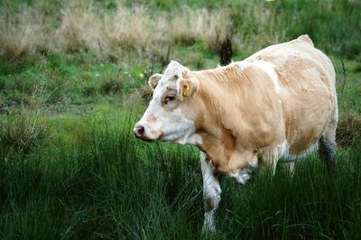 Horse on grassy field