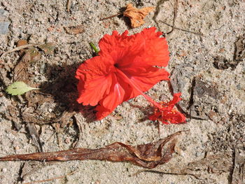 Close-up of red poppy flower