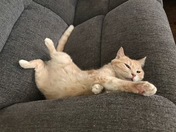 High angle view of cat resting on sofa