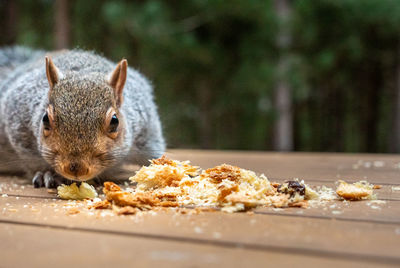 Close-up of squirrel eating food