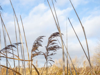 Close-up of stalks in field against sky