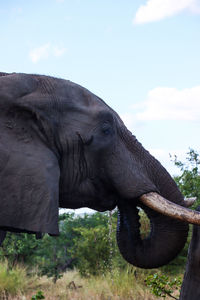 Close-up of elephant