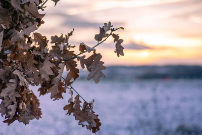 Close-up of flowering plant against sky during sunset