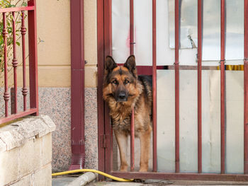 Portrait of dog by metal structure