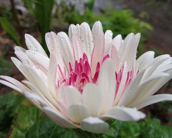 Close-up of pink flower