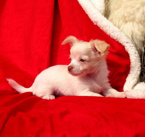 View of a dog lying down on bed