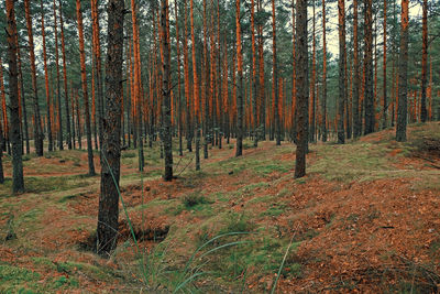 Trees in forest during autumn