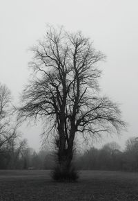 Bare tree by landscape against sky