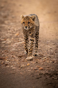 Cheetah cub walking on field