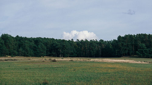 Scenic view of trees on field against sky