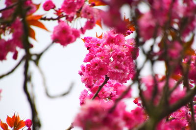 Close-up of pink cherry blossoms in spring