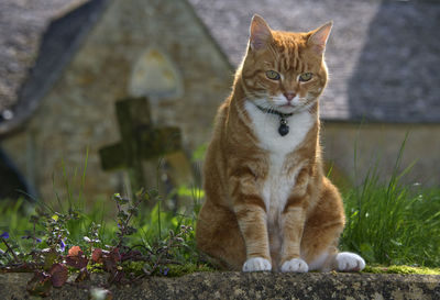 Cat sitting in graveyard