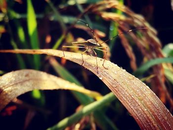 Close-up of insect on plant